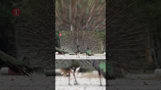 Gerçek Tavus Kuşu Sesleri Yüksek Kalite İlginç Tavus Kuşu Sesi Deneyimi 4K Resimi