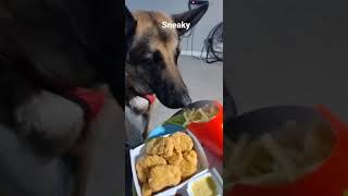 German shepherd steals my lunch