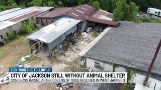 Dog rescue exposes Jackson’s years-long animal shelter closure