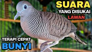 Perkutut Lokal Gacor Suara Besar Pancingan Burung Perkutut Agar Cepat Bunyi.