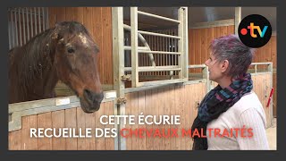 Une vie vouée aux chevaux, elle a ouvert un refuge pour chevaux maltraités