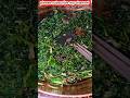 পাট শাক ভাজি 🥰#cooking #ytshorts #minikitchen #cookingchannel #shorts