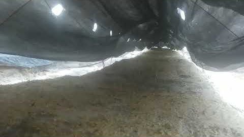 Vườn Ươm Cây Giống Thuốc Lá. Cây thuốc lá trong vườn ươm sau 10 ngày...