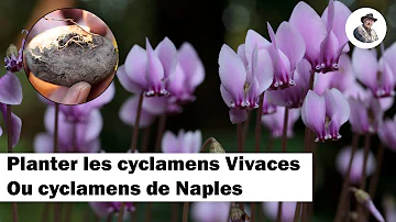 Quand planter un cyclamen ?