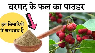 Amazing Health Benefits Of Banyan Tree Fruits Powder | The Jalebi