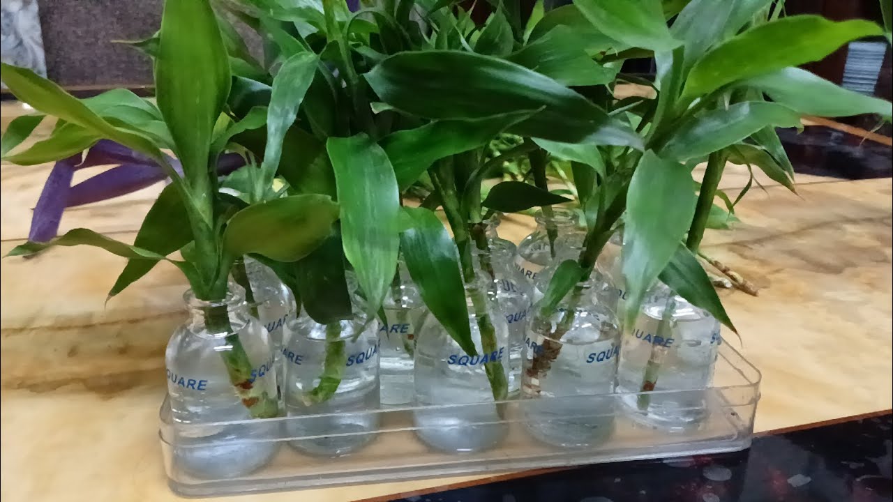 🪴ফেলনা বোতল, ইনজেকশন এর খালি বোতল ফেলে না দিয়ে গাছ লাগিয়ে ঘর সাজানোর দারুণ আইডিয়া। 