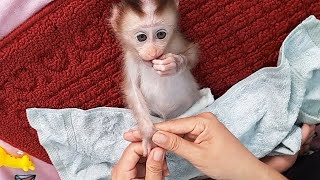 Baby monkey Lyly relaxes after bathing!