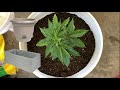 Using a Sub-Irrigated Planter for Cannabis