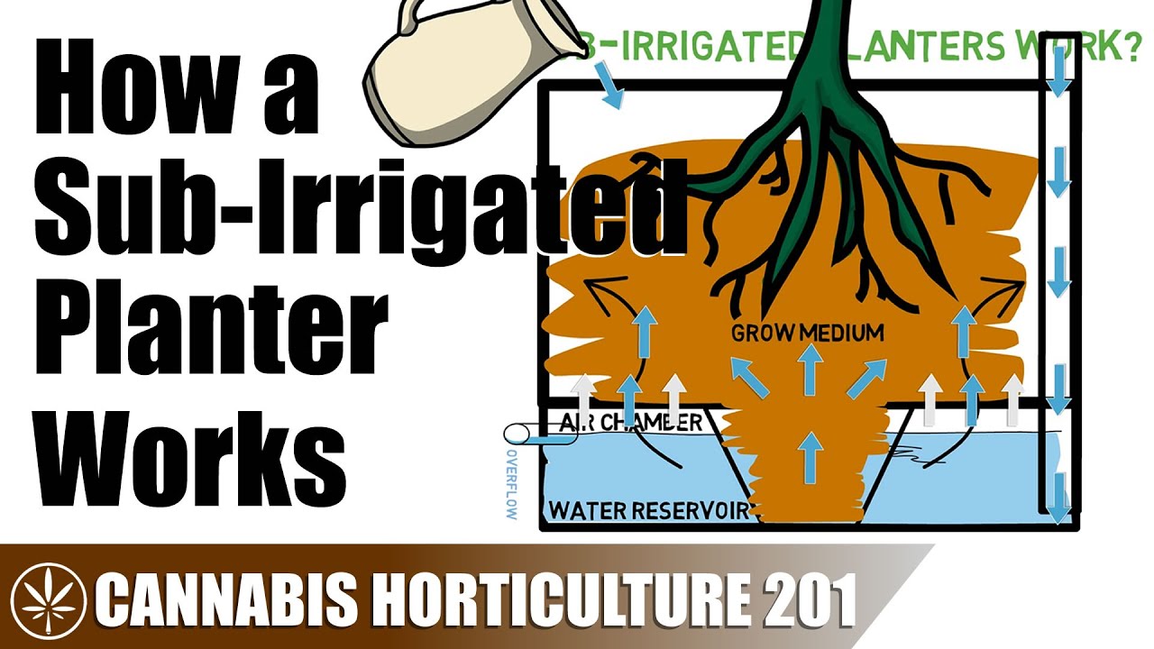 Using a Sub-Irrigated Planter for Cannabis