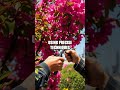The Unbelievable Skill of Professional Bougainvillea Growers