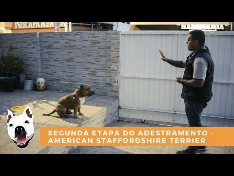 SEGUNDA ETAPA DO ADESTRAMENTO - AMERICAN STAFFORDSHIRE TERRIER