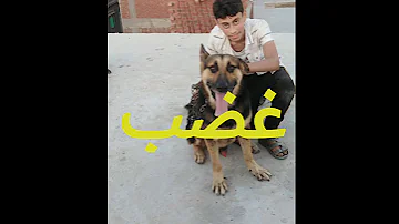 غضب بيصبح كلب رعد يغركشكم يلا من بعض 