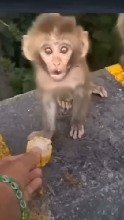 No, I don't want corn! 🌽 #short #monkey