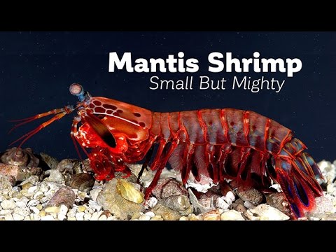 small but mighty evolution