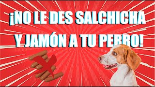 ¡No le des salchicha y jamón a tu perro! ⚠️🐶 by Muttcast Mx 73 views 1 month ago 5 minutes, 25 seconds