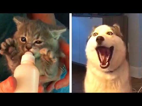 FUNNY Cats vs. Dogs FAILS: Who's Cuter? | Funniest Fails | Funny Fail Videos | AFV 2022