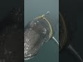 Only 372 North Atlantic Right Whales Remain — One Just Lost to Fishing Rope Entanglement 🐋