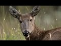 The first Rescue and Rehab Center for the Huemul deer in Chilean Patagonia