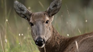 The first Rescue and Rehab Center for the Huemul deer in Chilean Patagonia