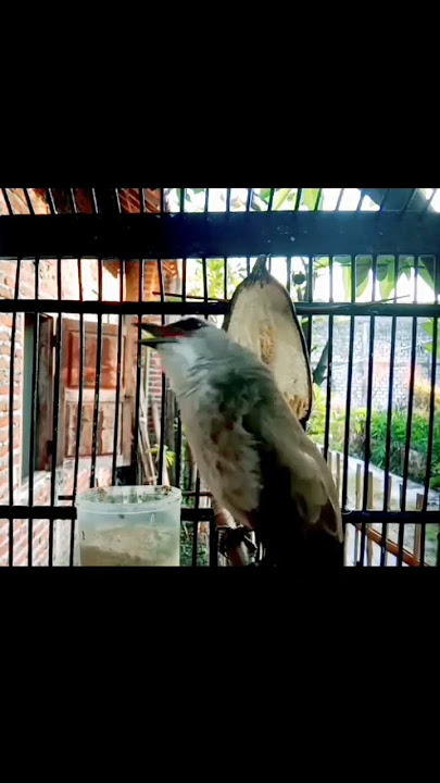 suara trucukan ribut#suaratrucukanribut#trucukantarung #trucukanfighter #shorts