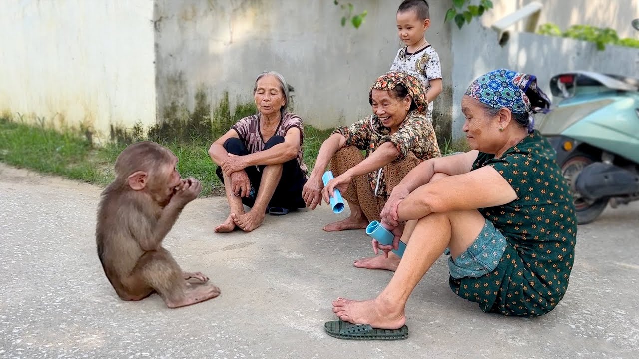 Обезьянка Каки сбежала из дома. Хаки встречает опасных незнакомцев!!!