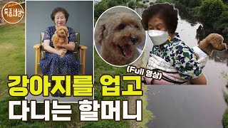 [특종세상] 아들같은 '오봉이', 강아지를 업고 다니는 할머니 [Full영상]