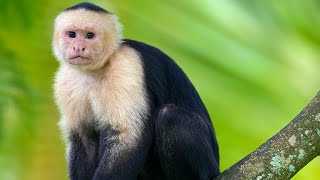 Meet the Capuchin Monkeys: The Most Intelligent Primates in the World by Pets Expo 38 views 5 months ago 2 minutes, 5 seconds