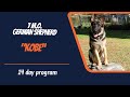 GERMAN SHEPHERD / DOG TRAINING