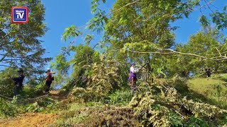 Ceroboh hutan, tanam durian Musang King