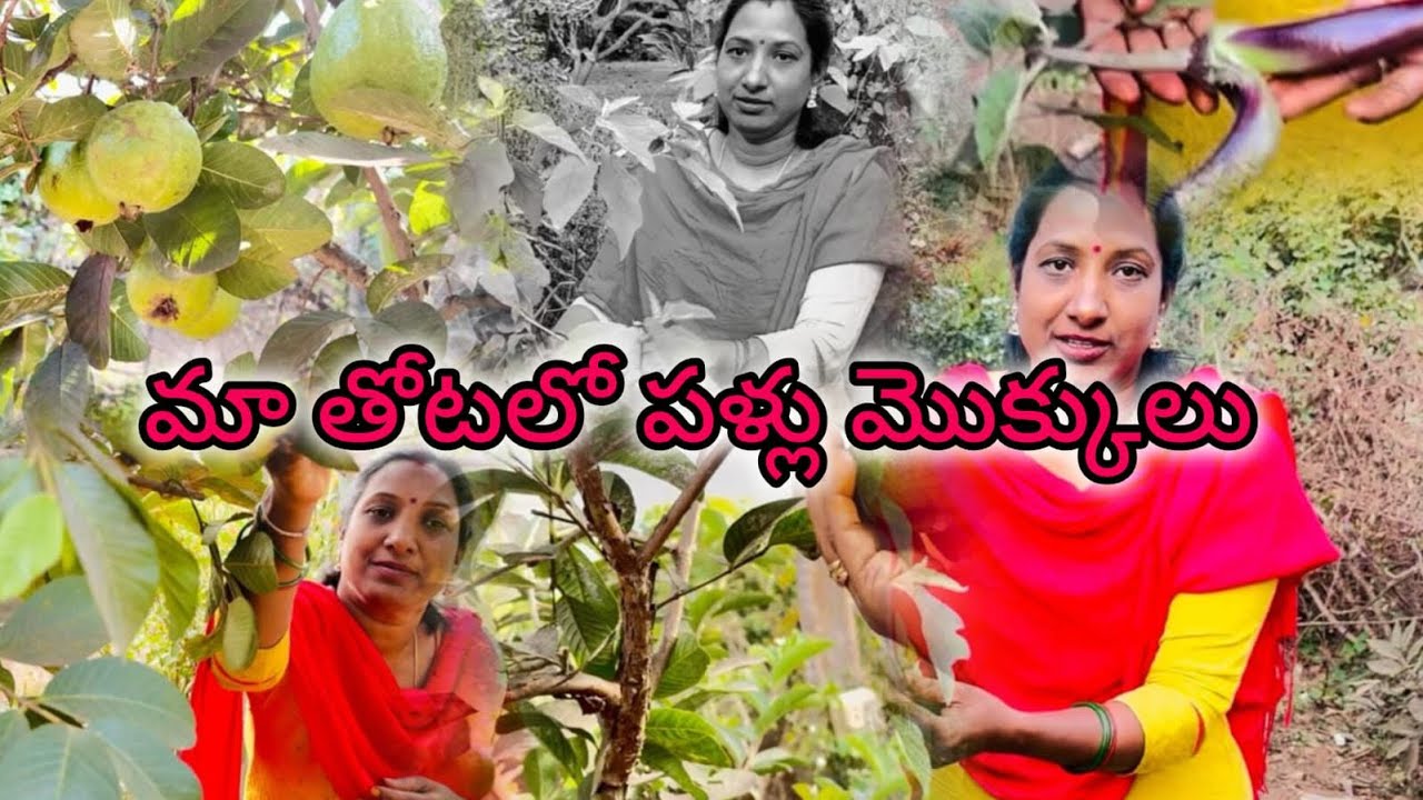 Ma thota lo pallu mokkalu 