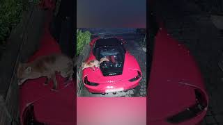 Fox Poops on Man's Sports Car!!