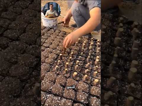 اسرار زراعة التين 