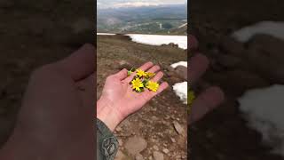 Papatyanın Son Yaprağı Da Düşer