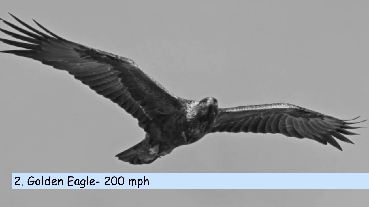 TOP 10 FASTEST BIRDS IN THE WORLD - YouTube