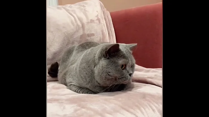 Video 3001351: pets funnycat cutecat, funny cat