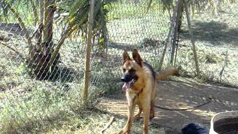 buck (guard dog) owned by DALE MATHESON