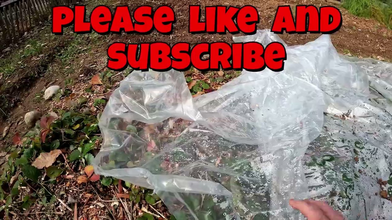 Best Way to Overwinter Strawberry Plants Outdoors in the Garden