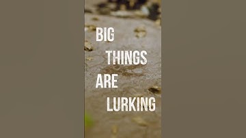 Big Things Are Lurking