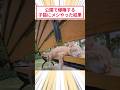 公園で爆睡する子猫にメシやった結果 #2ch動物スレ #猫動画 #猫のいる暮らし