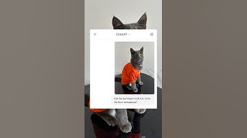 I asked ChatGPT to turn my cat into a human #chatgpt #funnycats #чатgpt #cat  #cats #смешныекоты