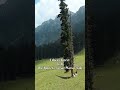 Exploring Lidwas Forest: The Route to Mahadev and Tarsar Marsar JAMMU AND KASHMIR enrouting Harwan.