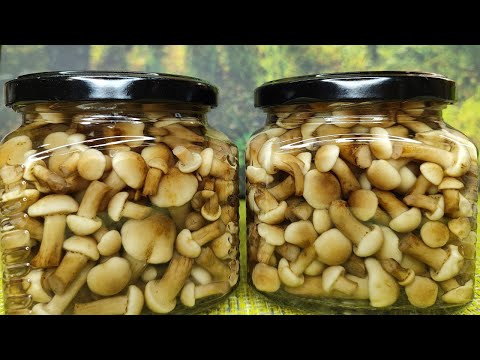 МАРИНОВАННЫЕ ОПЯТА НА ЗИМУ | Как замариновать грибы на зиму? Вкусный рецепт