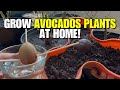 How To Grow Your Own Avocado Plants With Store Bought Avocados!
