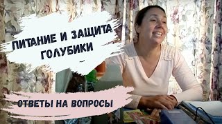 Подкормки для голубики. Наталья Петрова. Часть 3