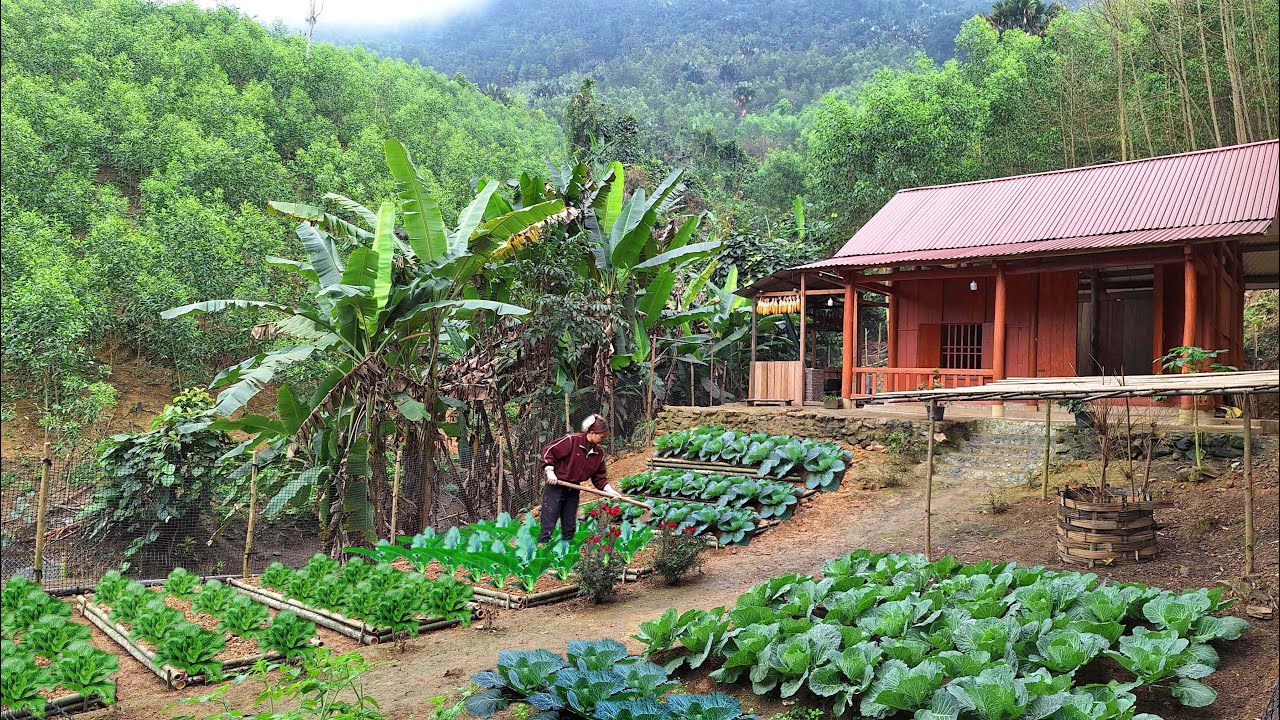 Full video: mountain gardening, building organic vegetable garden, harvesting vegetables.