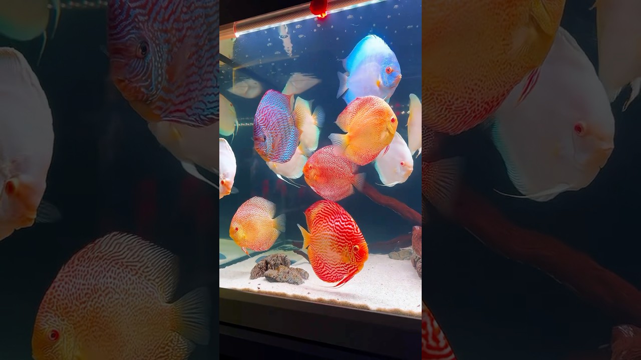 Amazing big discus aquarium