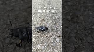 escarabajo y lobero cántabro. Cantabria 💢
