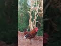 صوت الديك البلدي تربيه الدواجن ديك بلدي