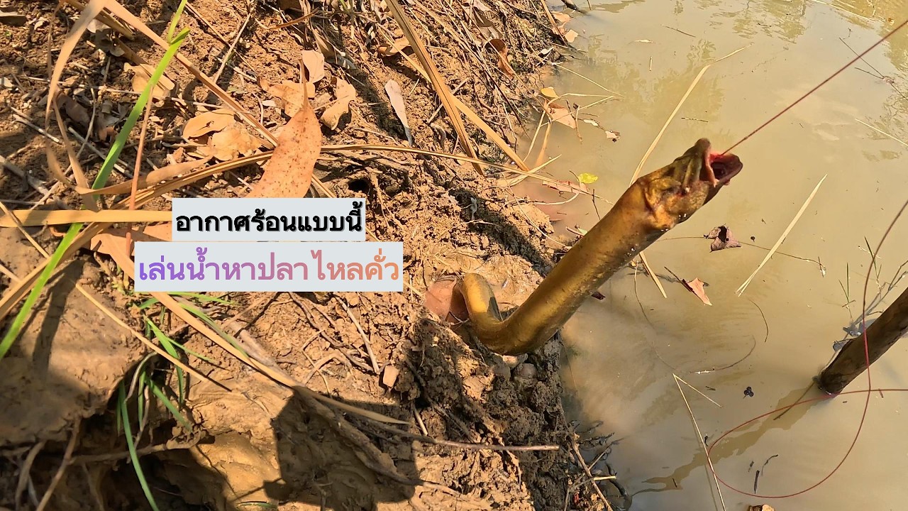 อากาศร้อนแบบนี้ หาปลาไหลคั่ว1วัน  |  พรานหมึก คนตีผึ้ง