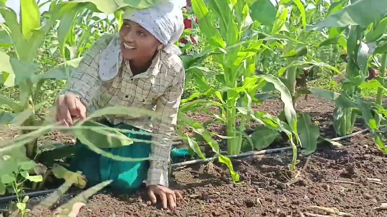 आज मामाच्या केळी खुरपायला आली ।मामा म्हणाल आता नवऱ्याला पाया पडायला लाव आपण 😭#गावठीपुनम 